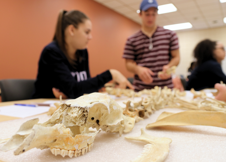 Anthropology