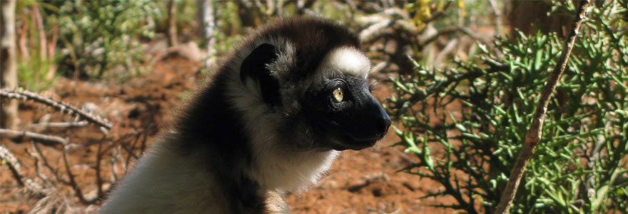 Lemur