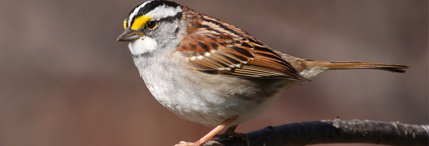 White-throated sparrow