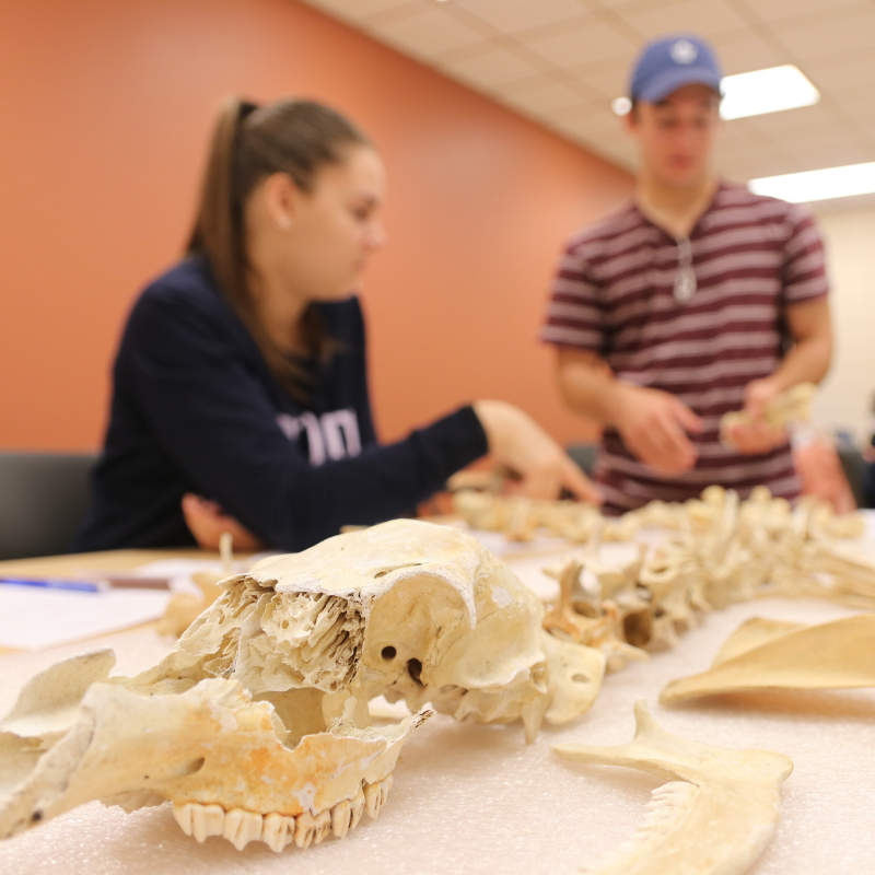 Anthropology